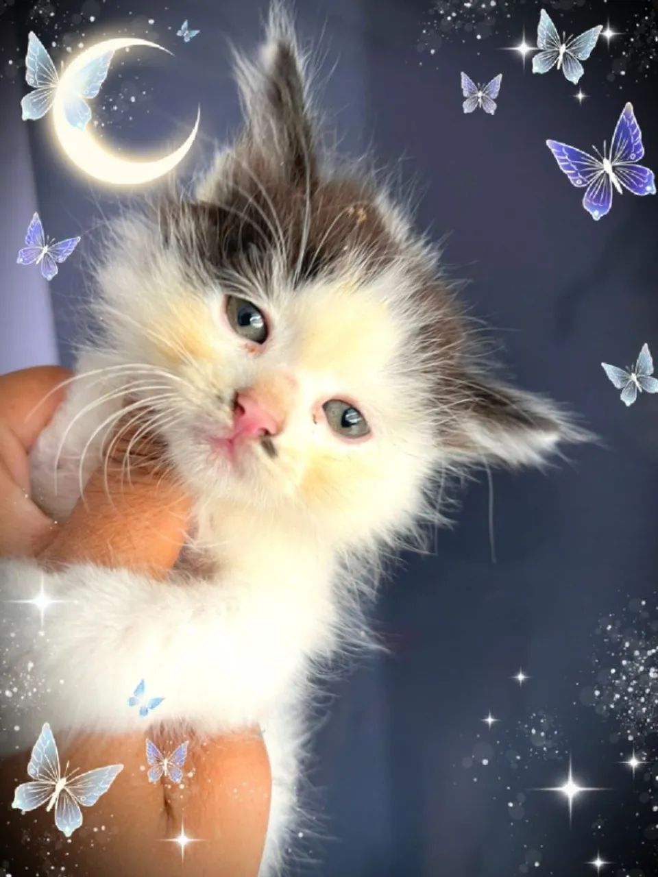 Gatinhos Maine coon - Foto 3