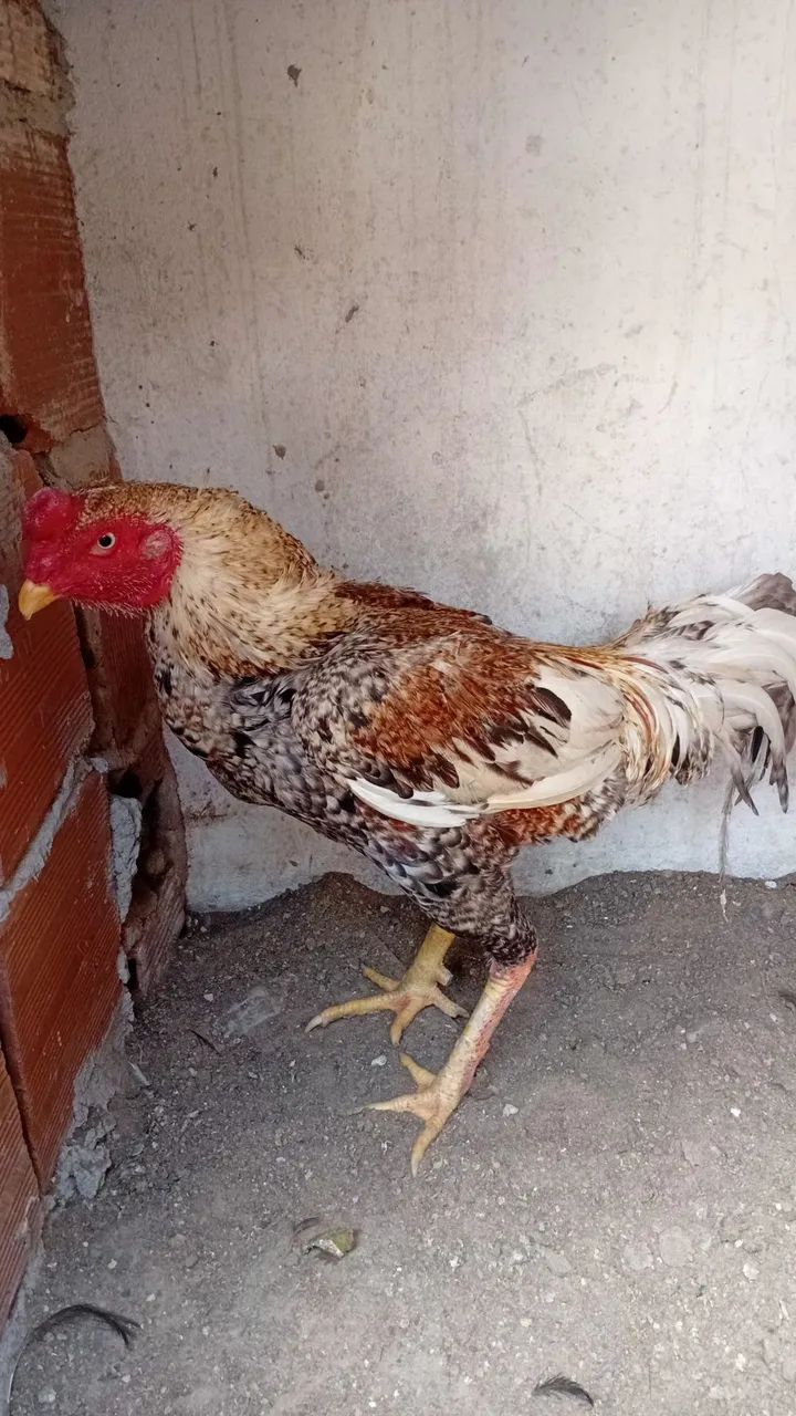 Animais  - Foto 6