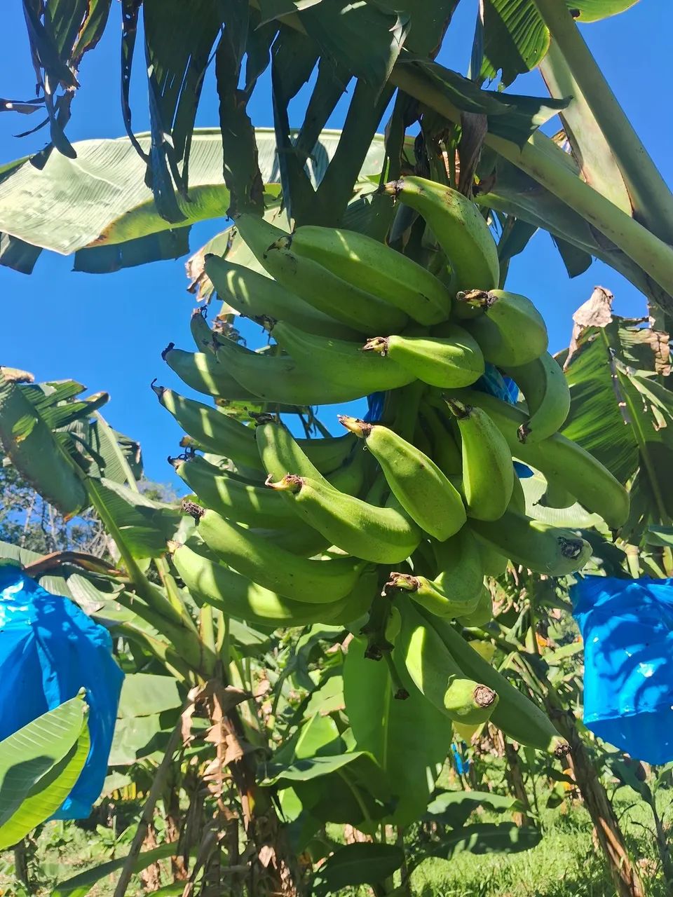 Mudas de banana BRS terra anã  - Foto 6