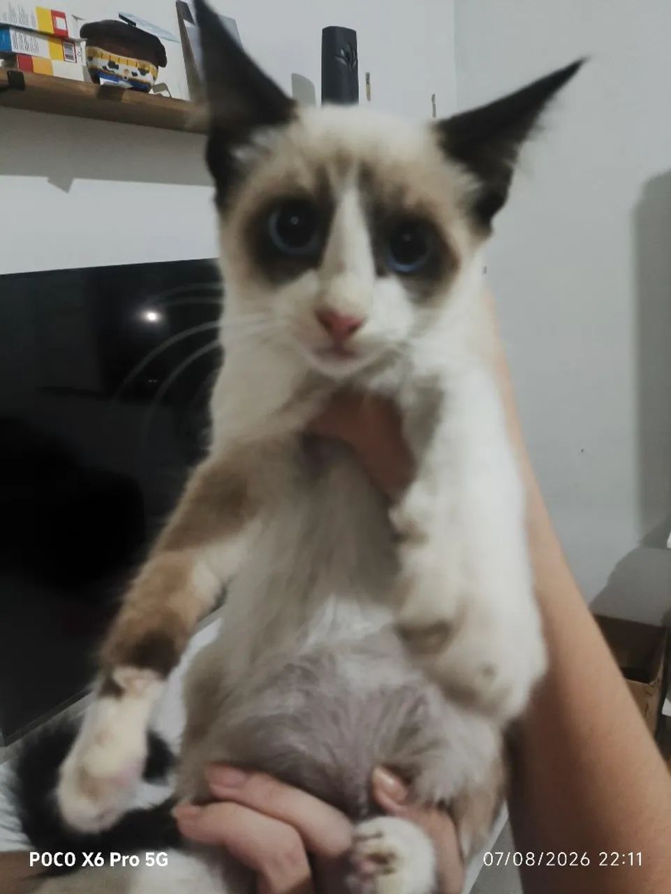 Gatinho para adoção  - Foto 4