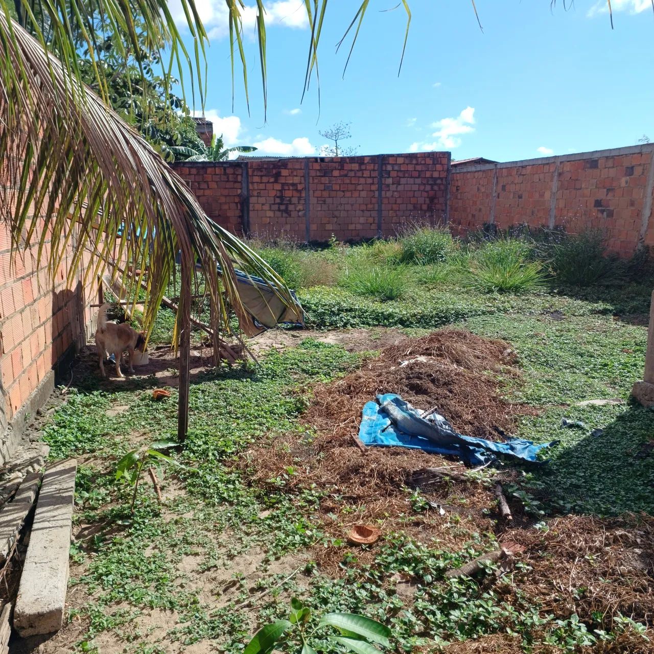 Vendo terreno grande com uma casa simples - Foto 3