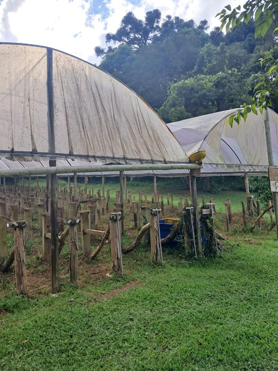 Estufa para morangos  - Foto 4