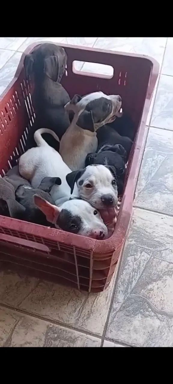 Pitbull 