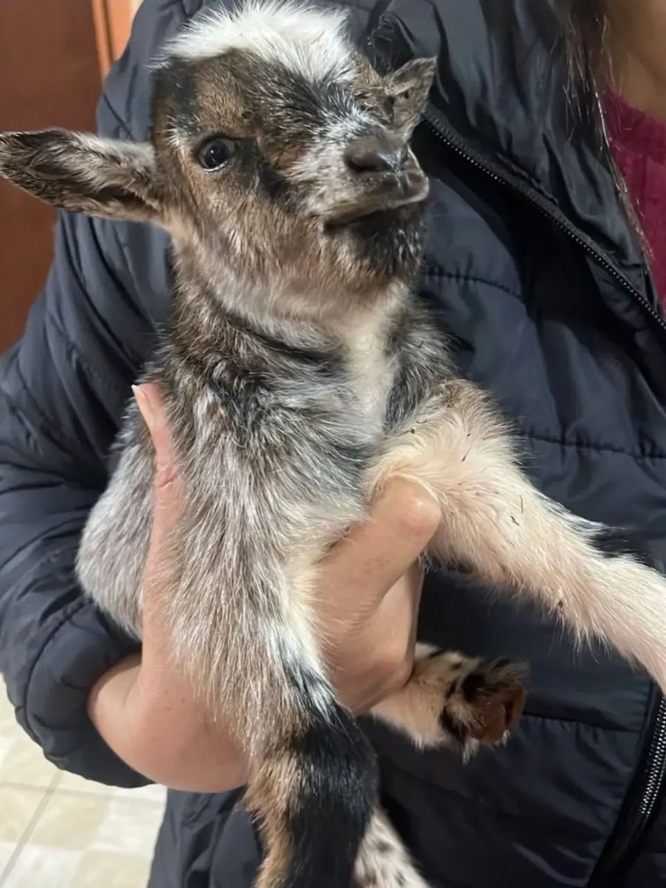 Mini cabrito  - Foto 3