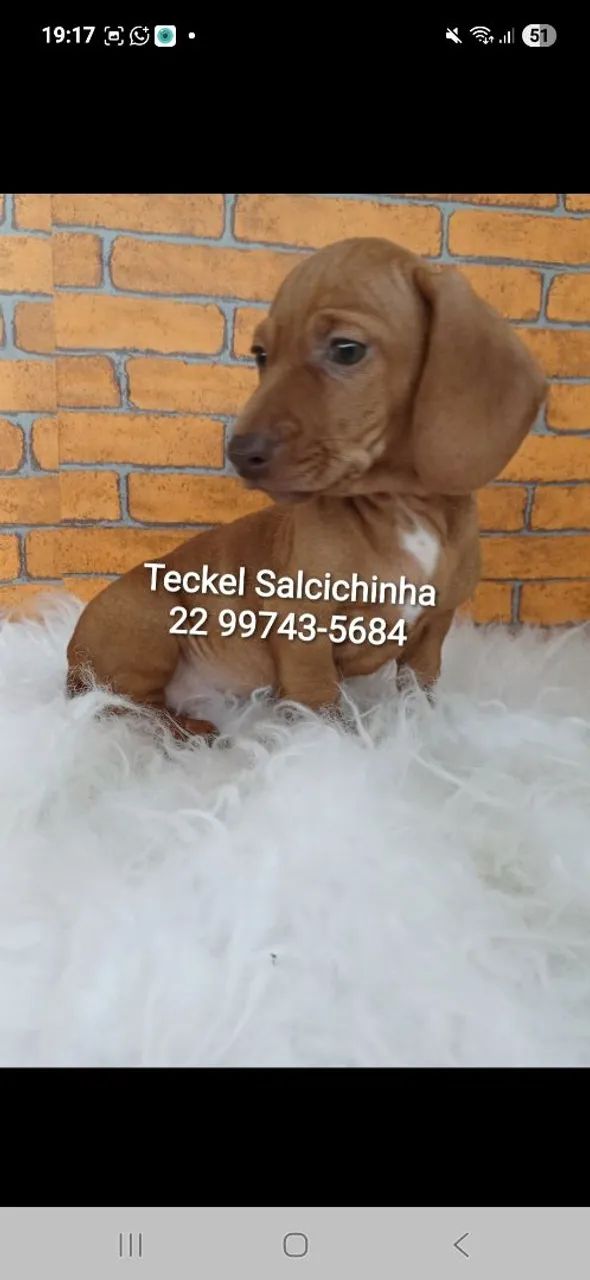 Teckel Salcichinha miniatura  - Foto 5