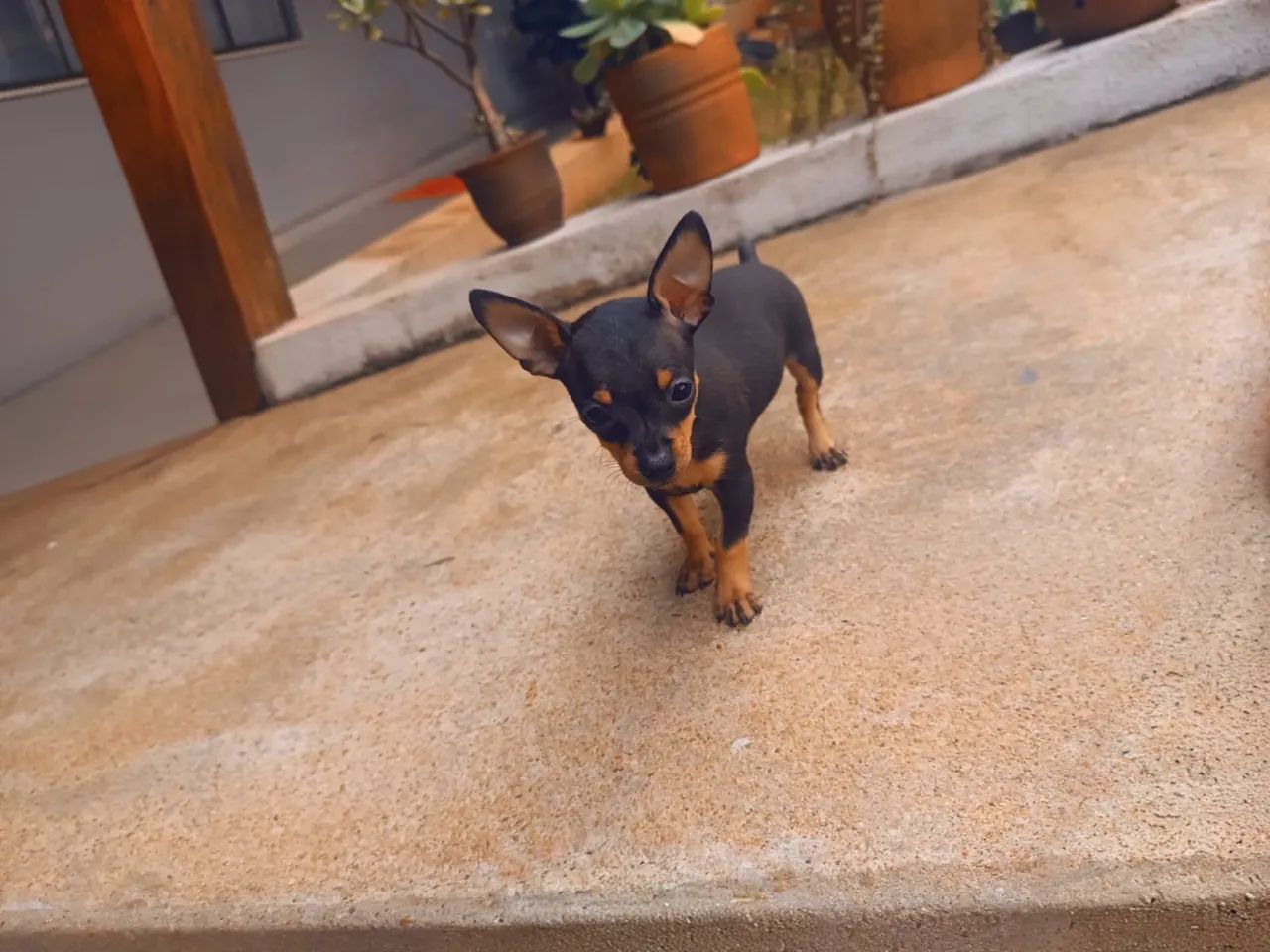 Pinscher macho 