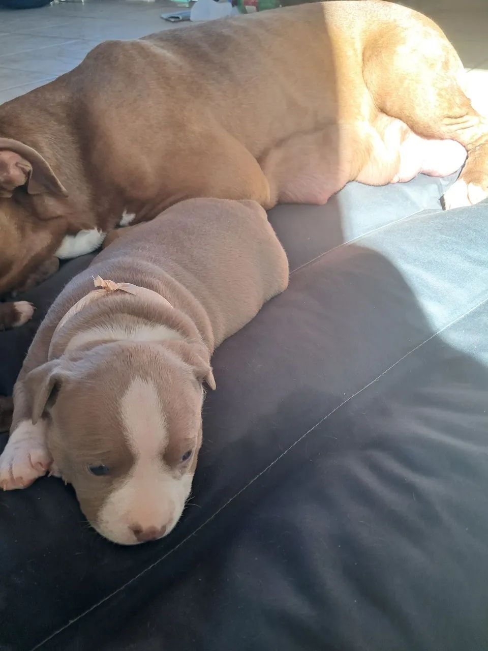Cachorro  Pitbull  - Foto 5