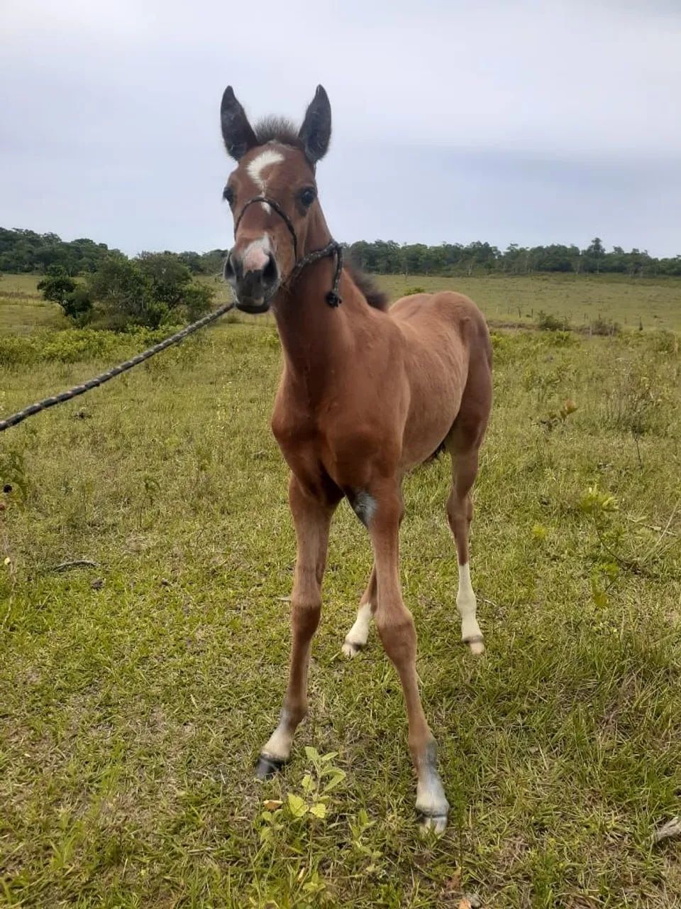 Égua e potra QM - Foto 4