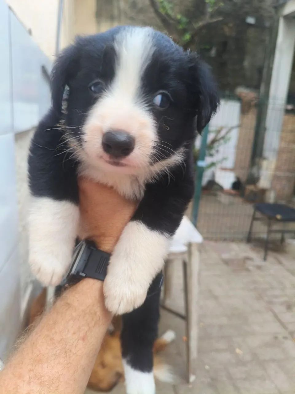 Filhote de border collie 