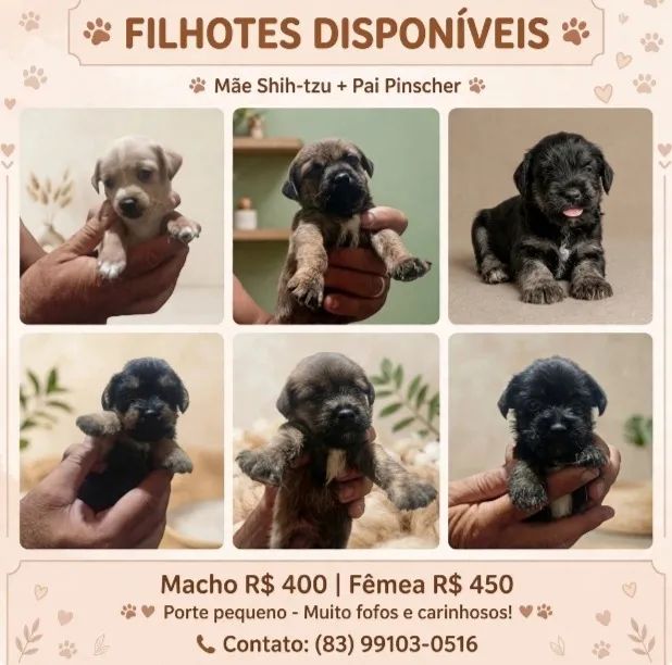 Cachorro 