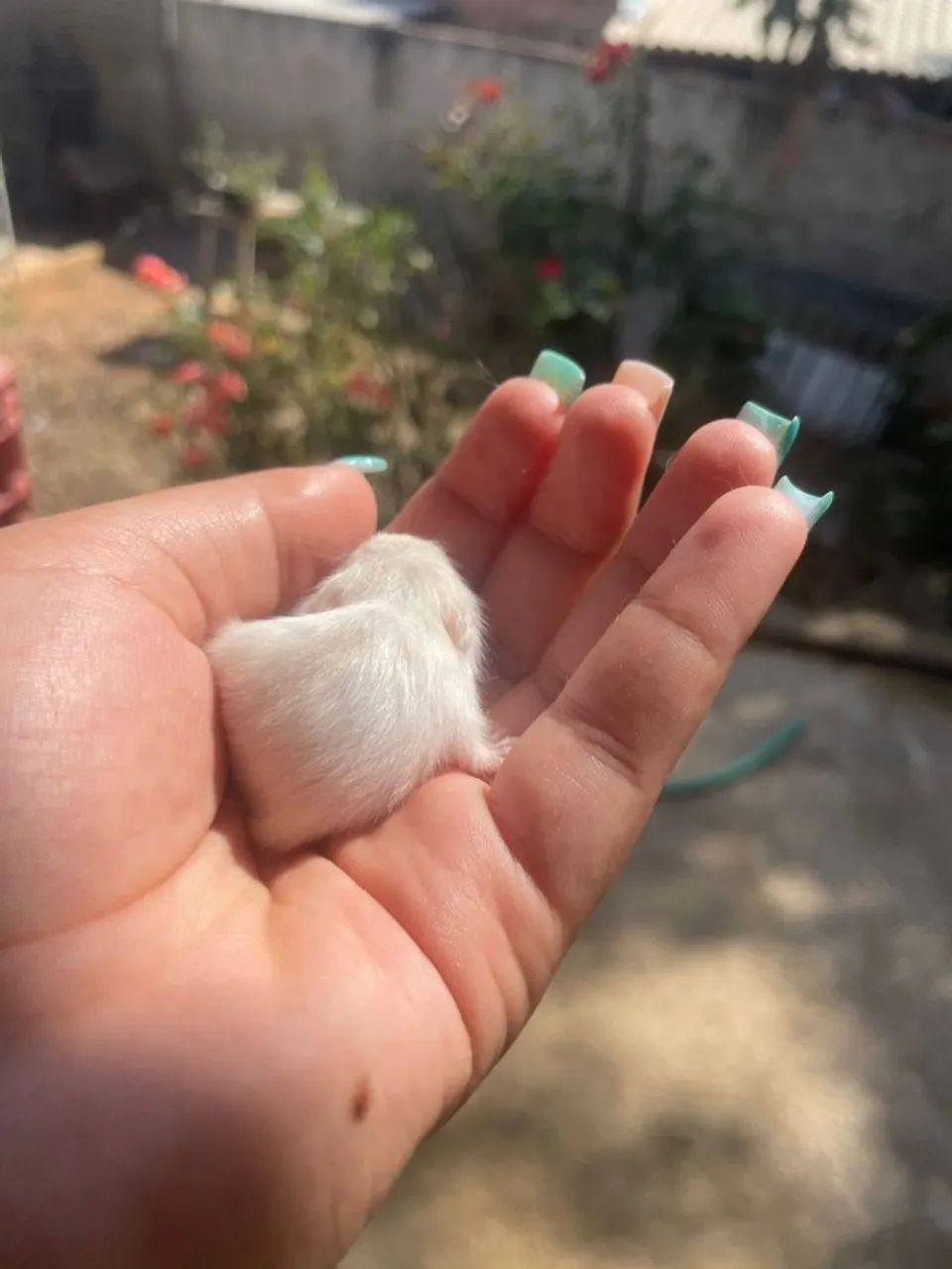 Filhotes de hamsters anão russo  - Foto 3