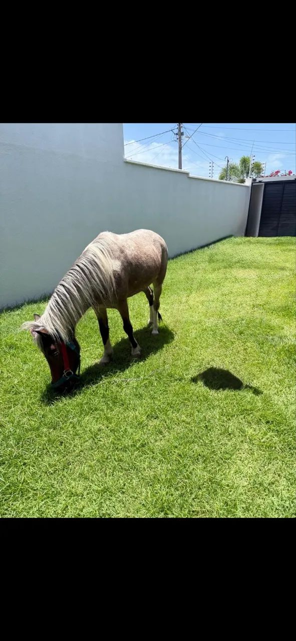 Vendo pônei fêmea 6 anos, rosilha, ótima para criança, mansa de tudo.  - Foto 5