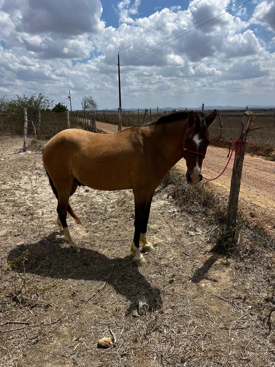 Cavalo - Foto 2