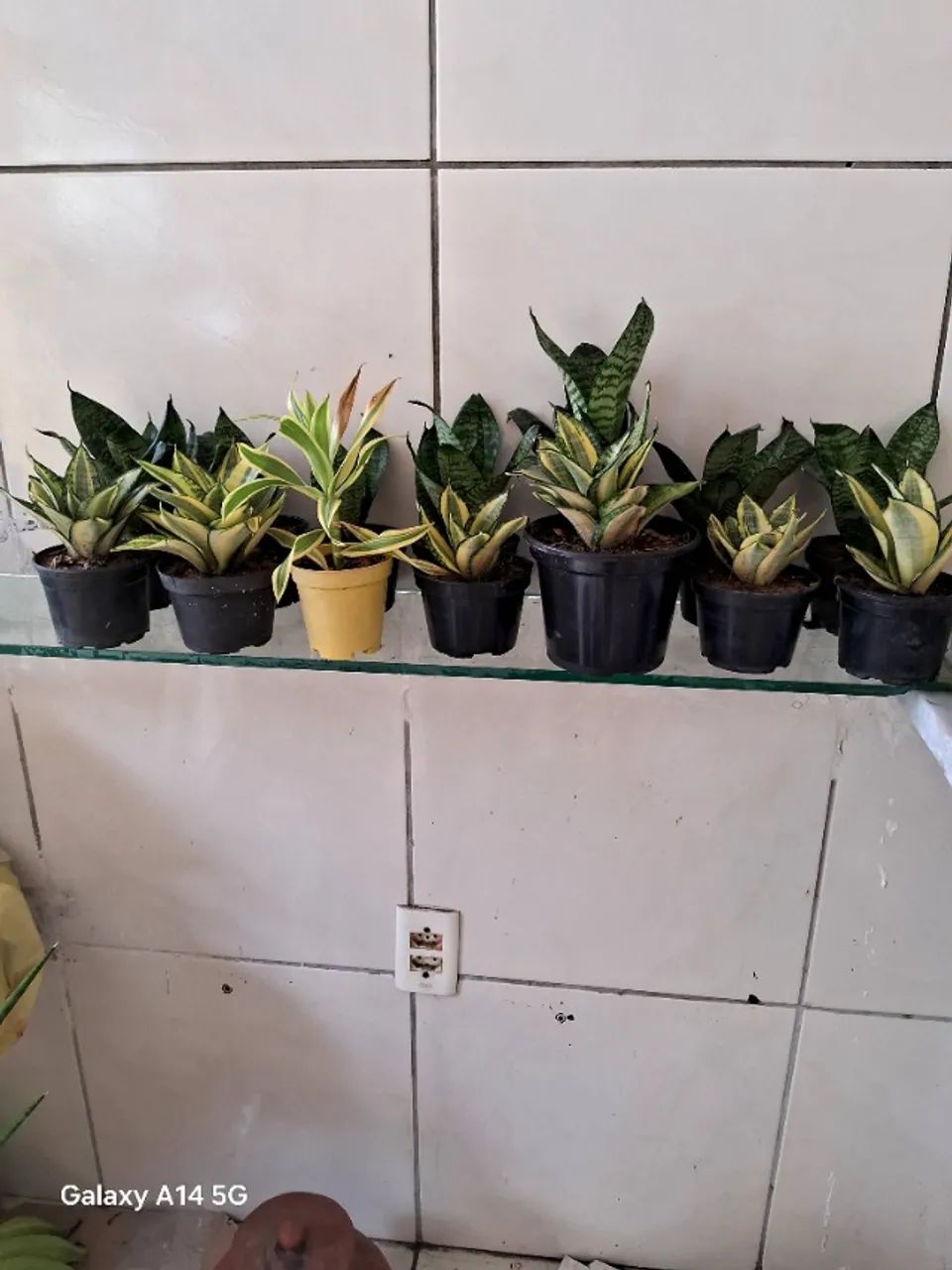 Plantas e materias