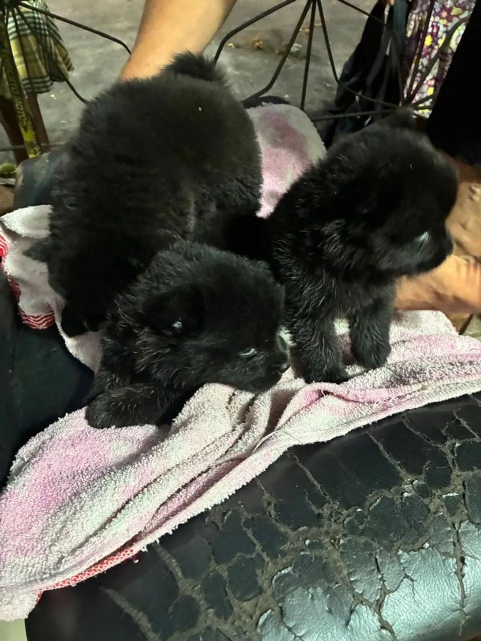 Chow chow - Foto 3