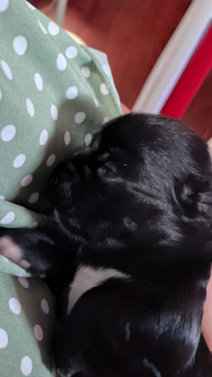Filhotes Lhasa Apso  - Foto 4
