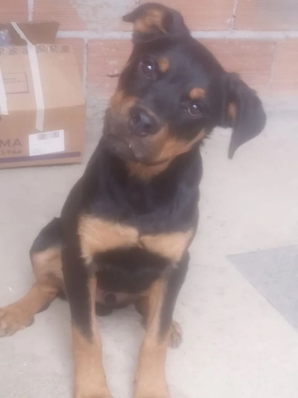 Rottweiler macho 
