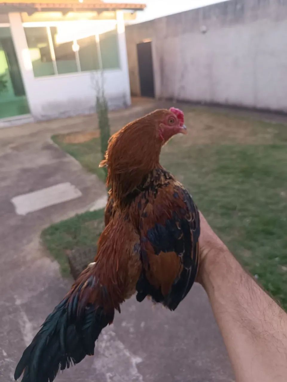 Mini índio 