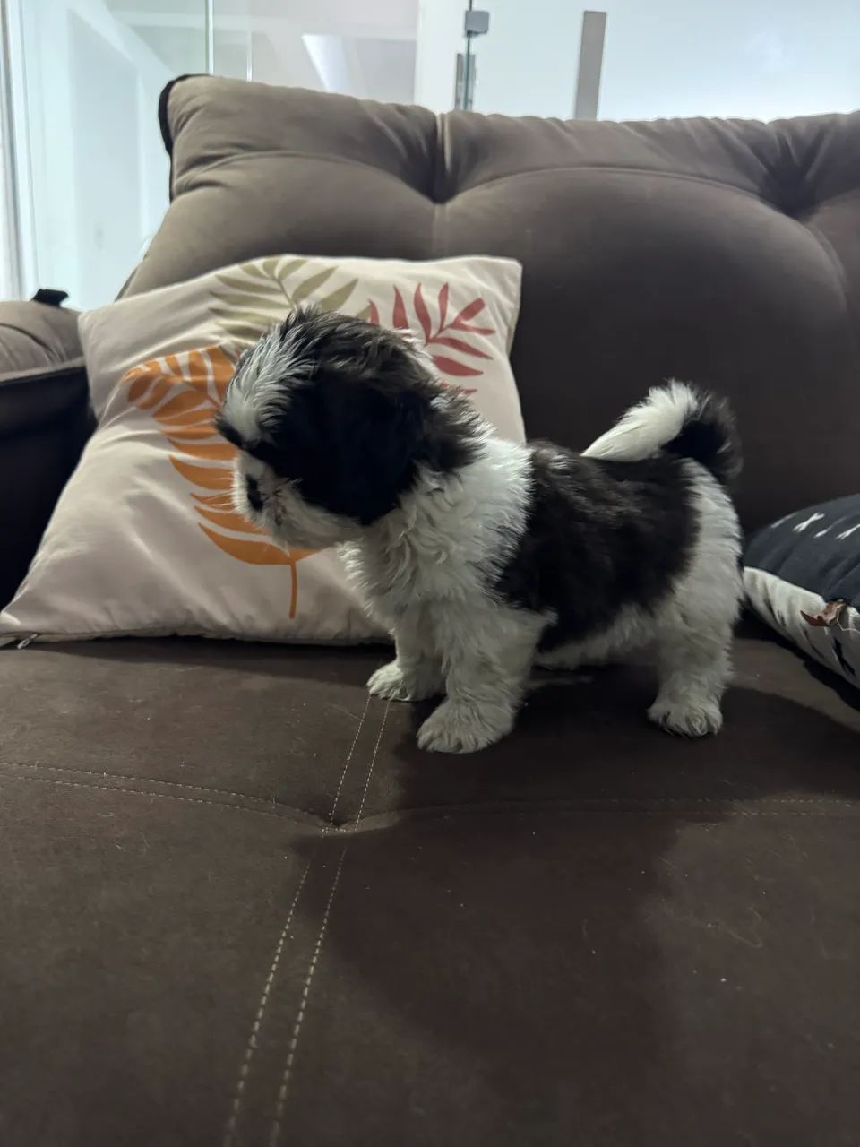 Shitzu - Foto 3