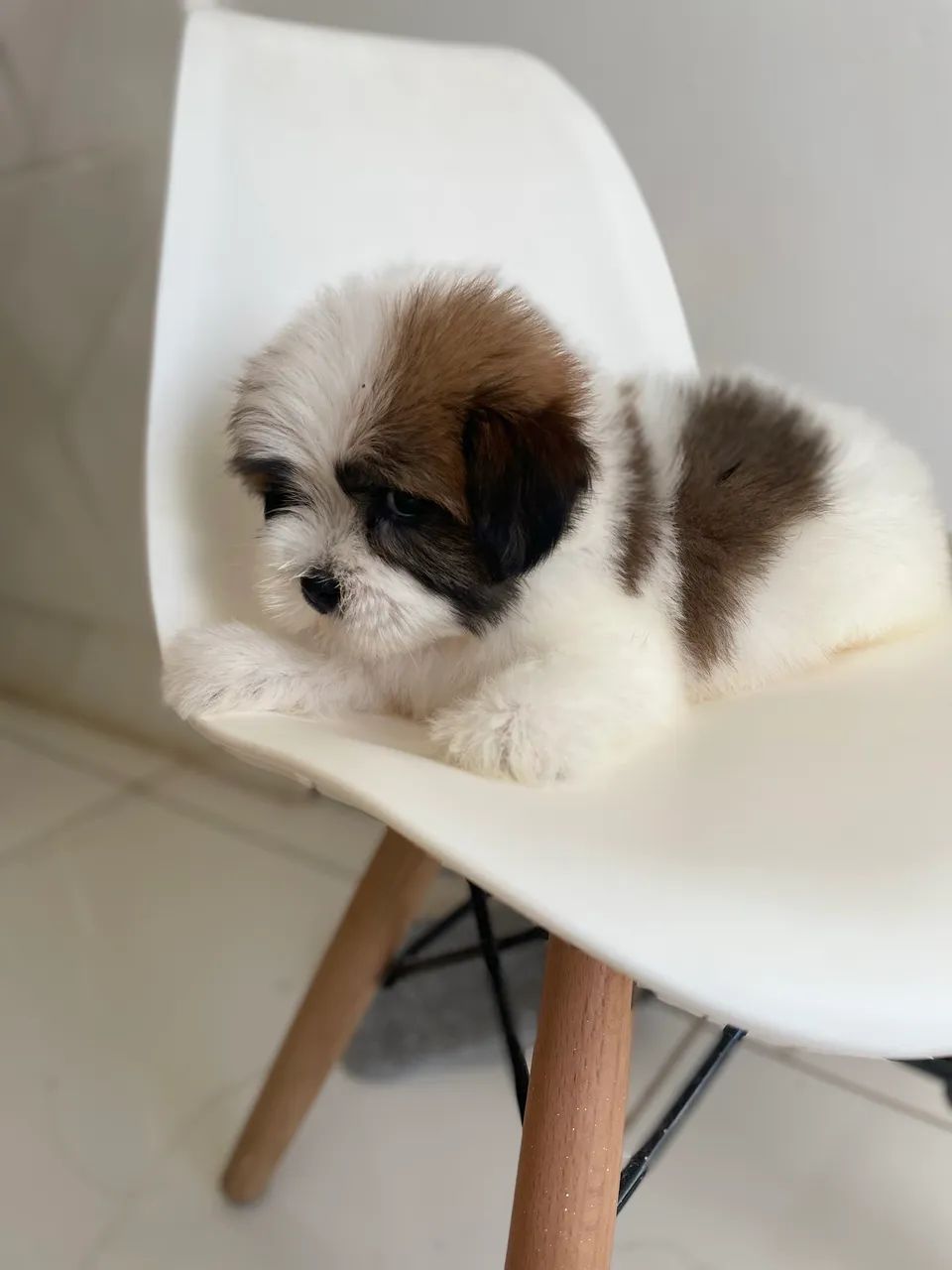 Shihtzu machinho