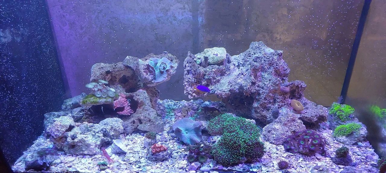 Aquario completo