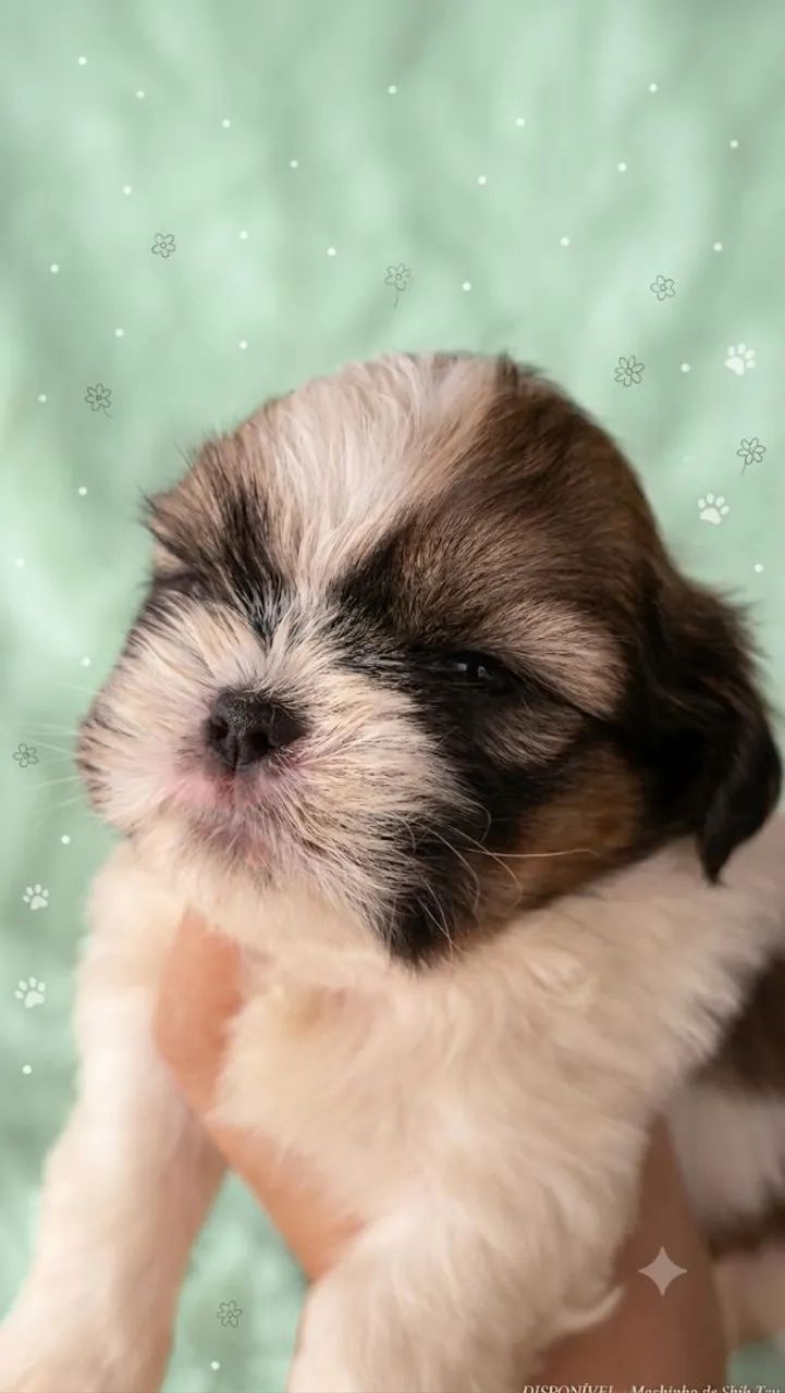 Shihtzu 