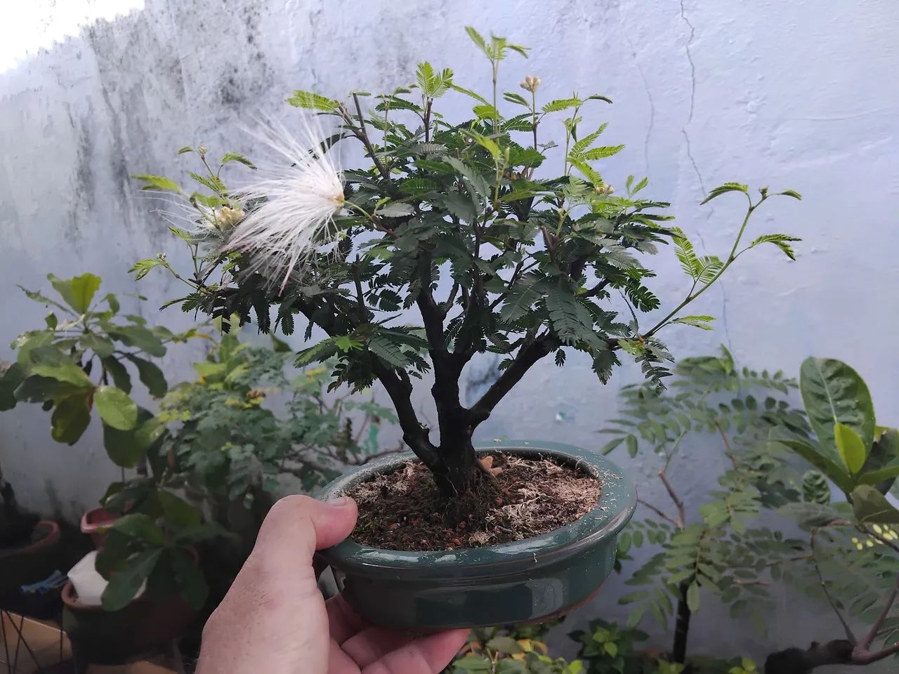 BONSAI de Juca Pau Ferro 25 Anos - Foto 3