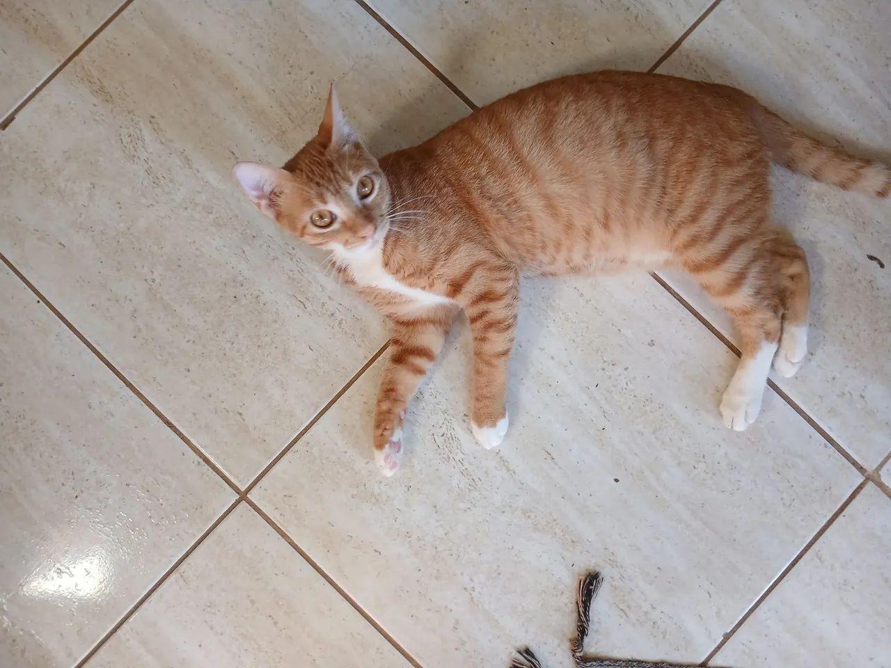 Gato Amarelinho Castrado 