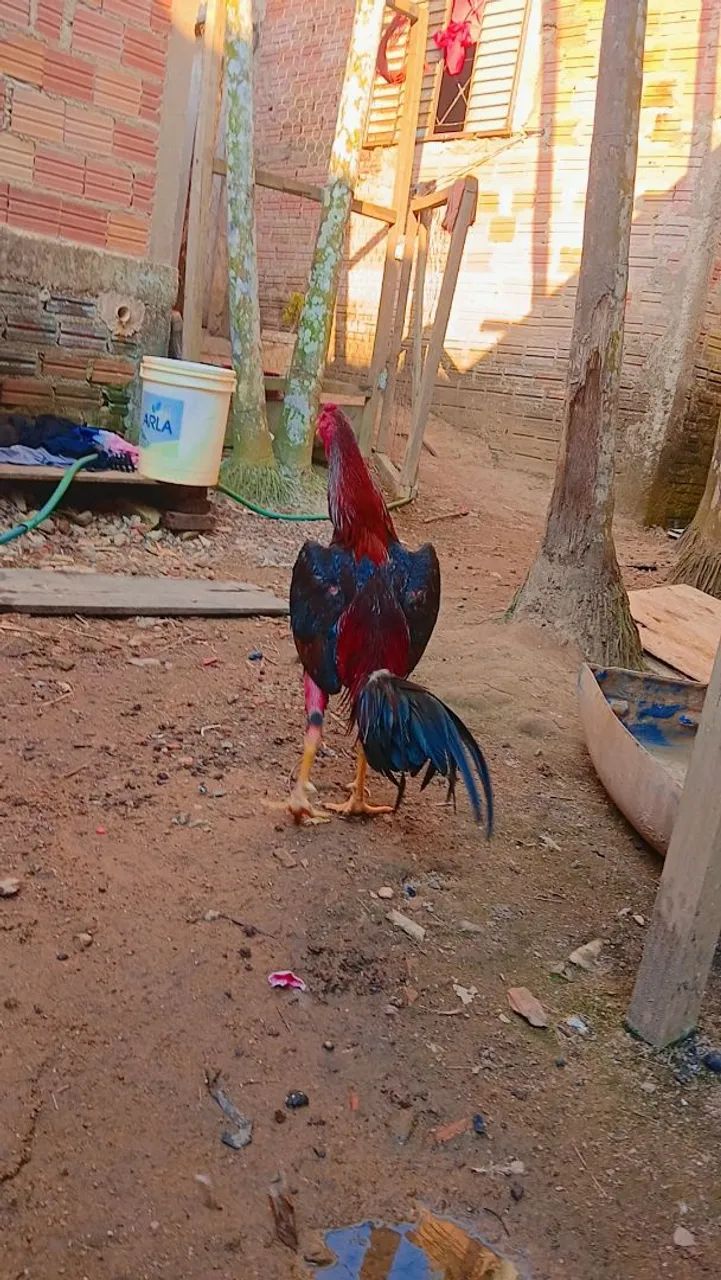 Galo  - Foto 3