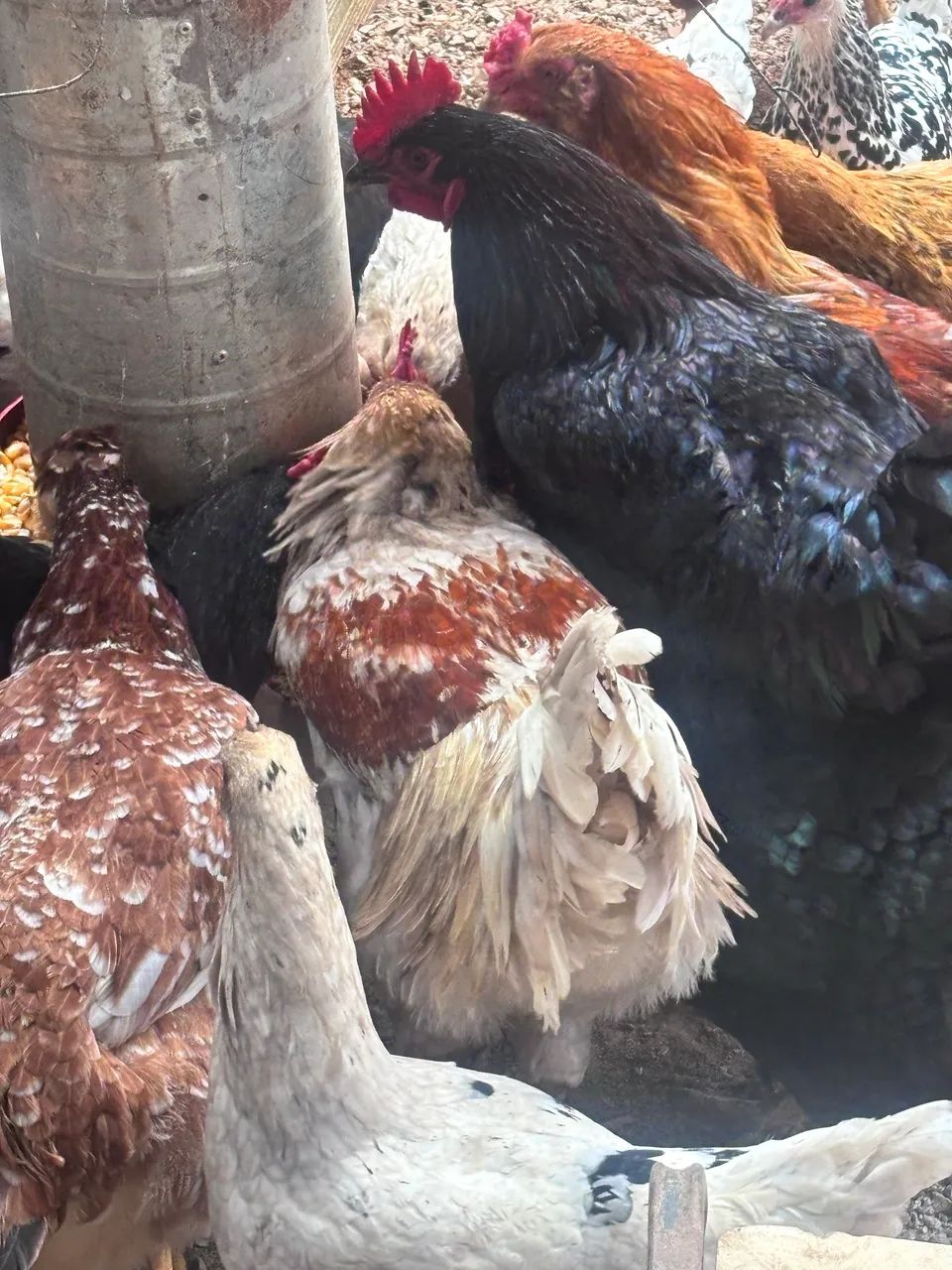 Galo Ameraucana  - Foto 2