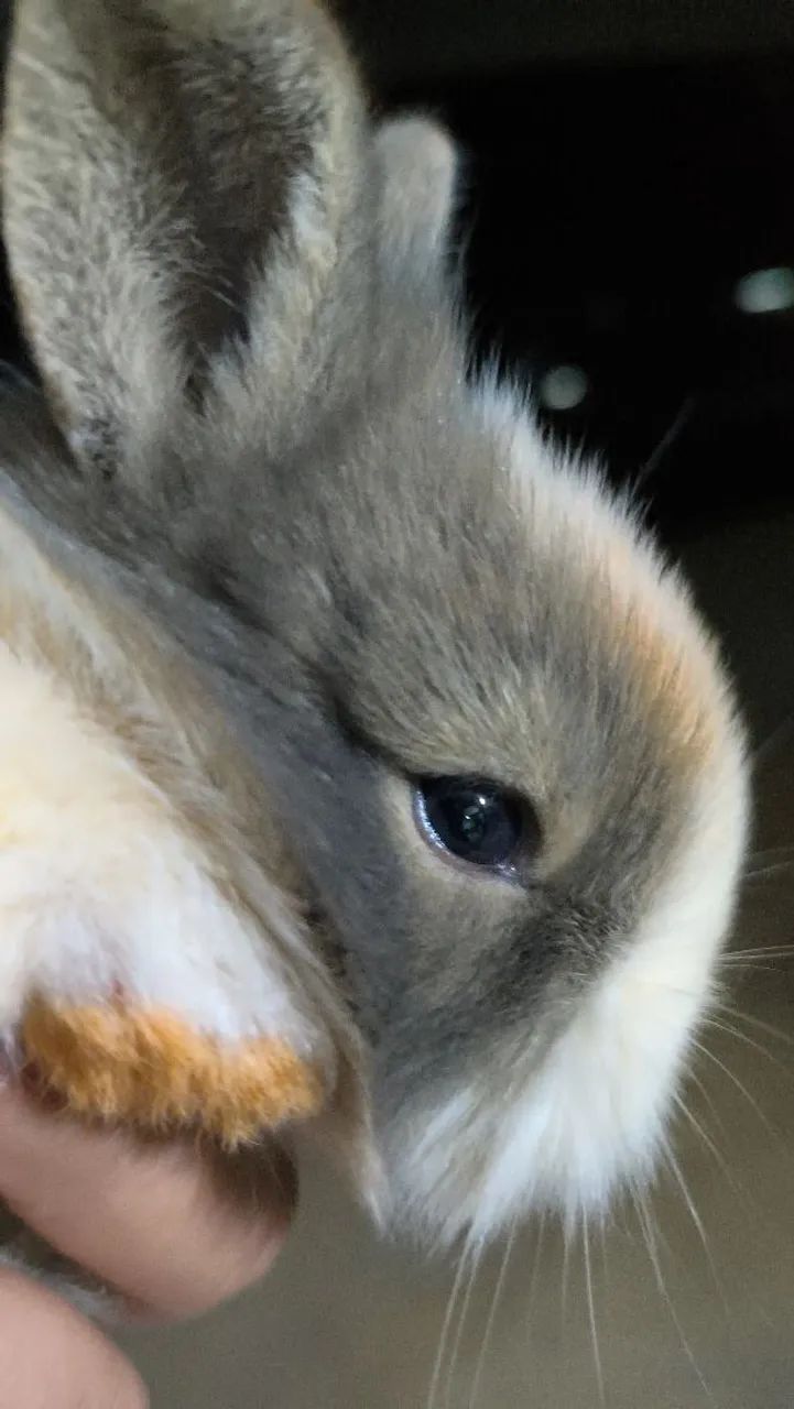 Coelhos
