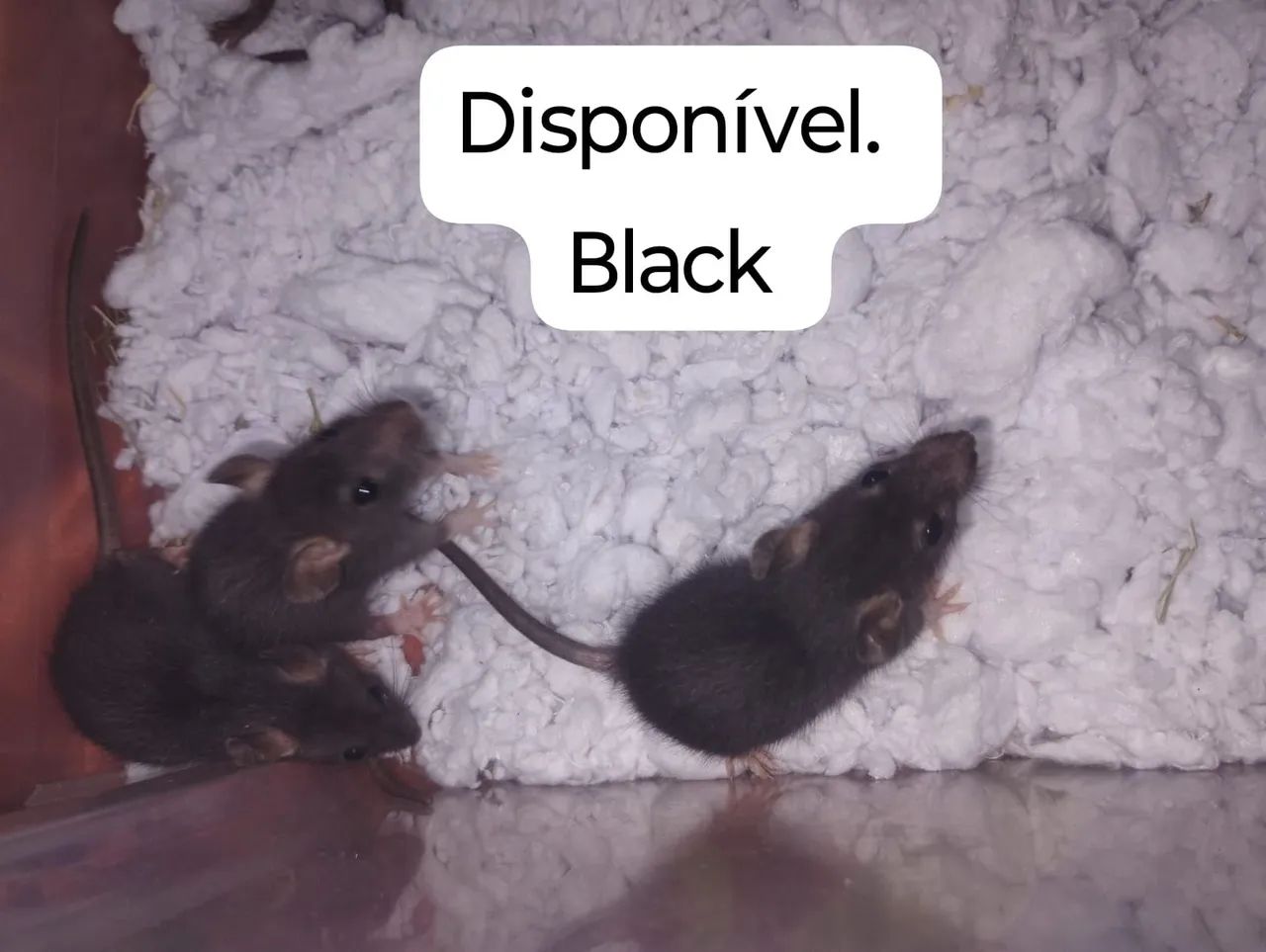 Ratos Twister disponível para pet.  - Foto 3