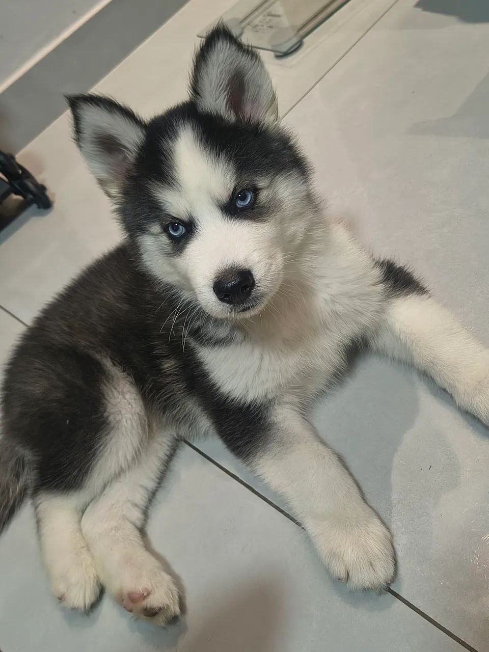Husky siberiano macho  - Foto 3