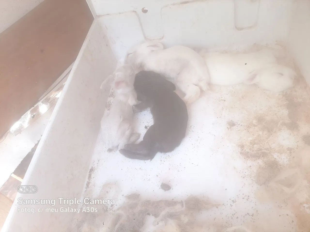  Coelhos
