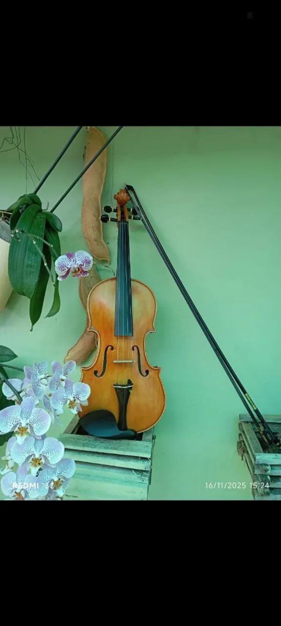 Violino
