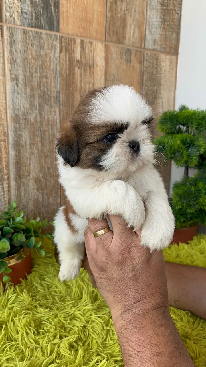 ShihTzu macho 