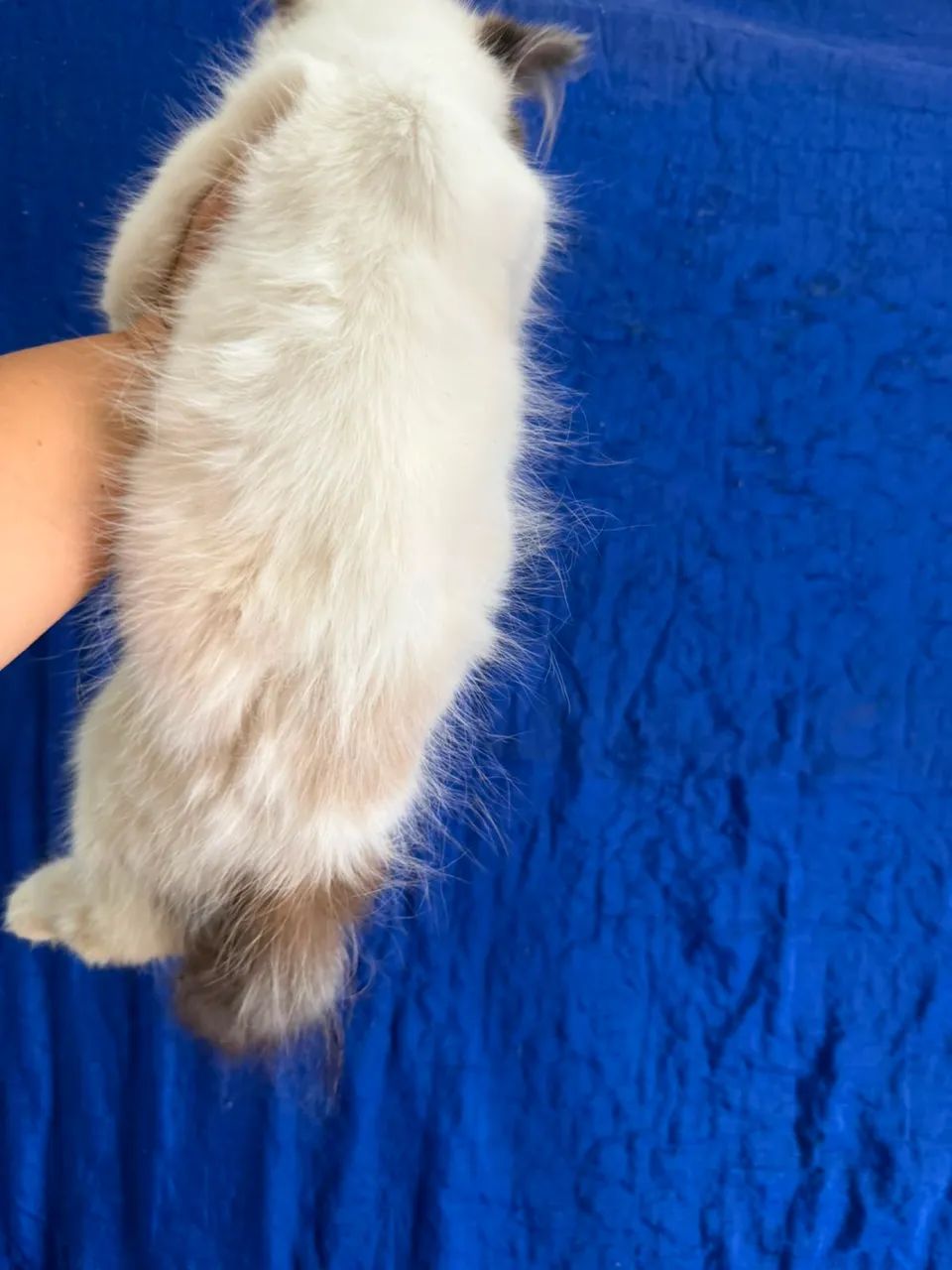 gato persa - Foto 4