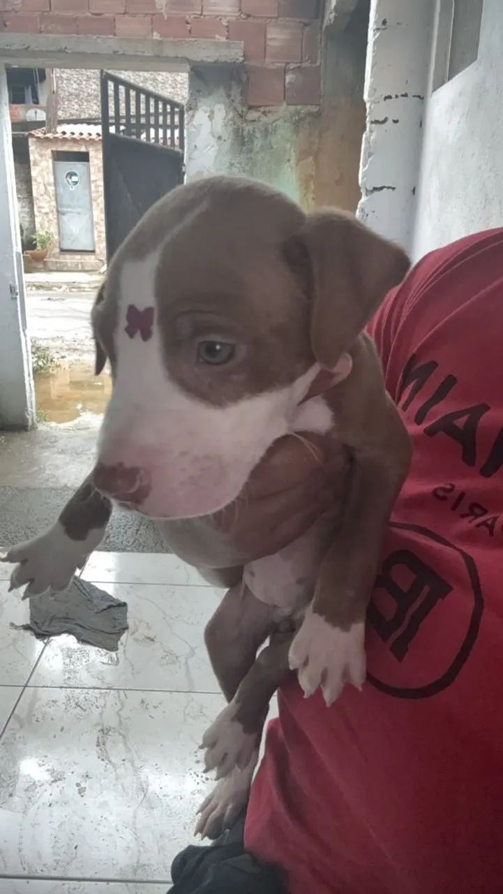 Filhote pitbull