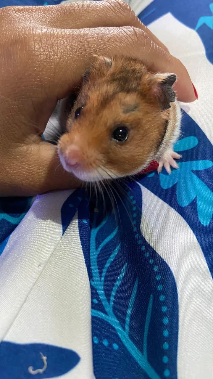 Hamster Sirio - Foto 3