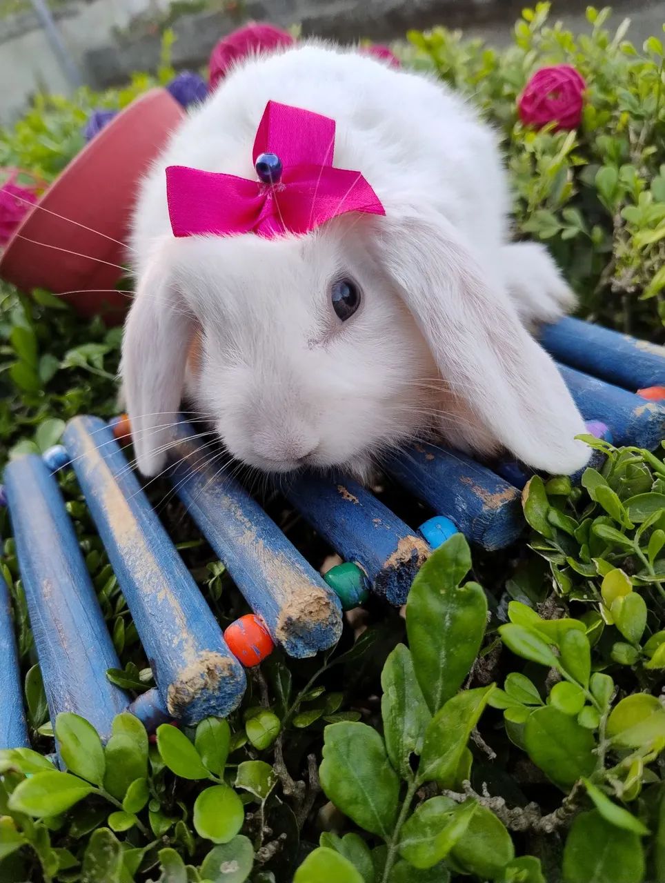 Coelho Mini lop disponível  - Foto 4