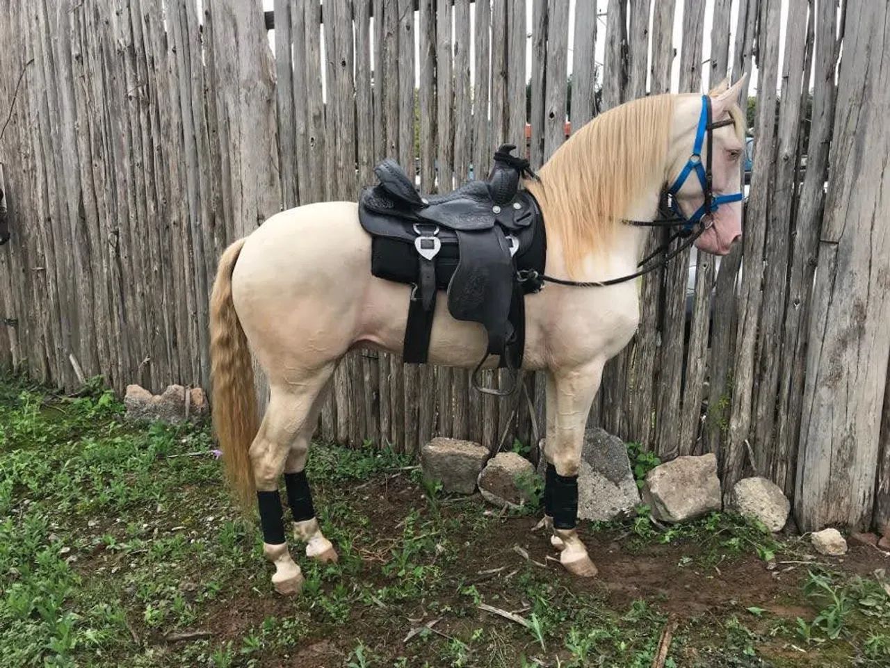 Cavalo luzitano a venda .ZAP *