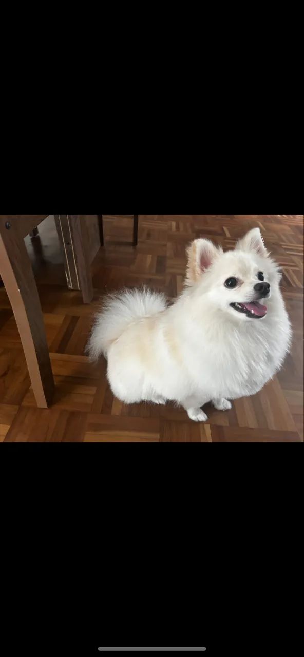 Vendo cachorrinha Spitz alemão/ Lulu da pomerania  - Foto 3
