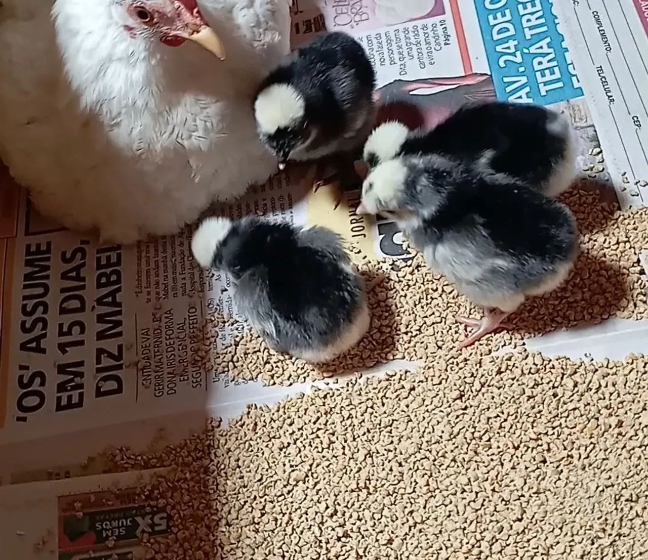 Polonesa preta de topete branco pintinhos/ovos - Foto 4