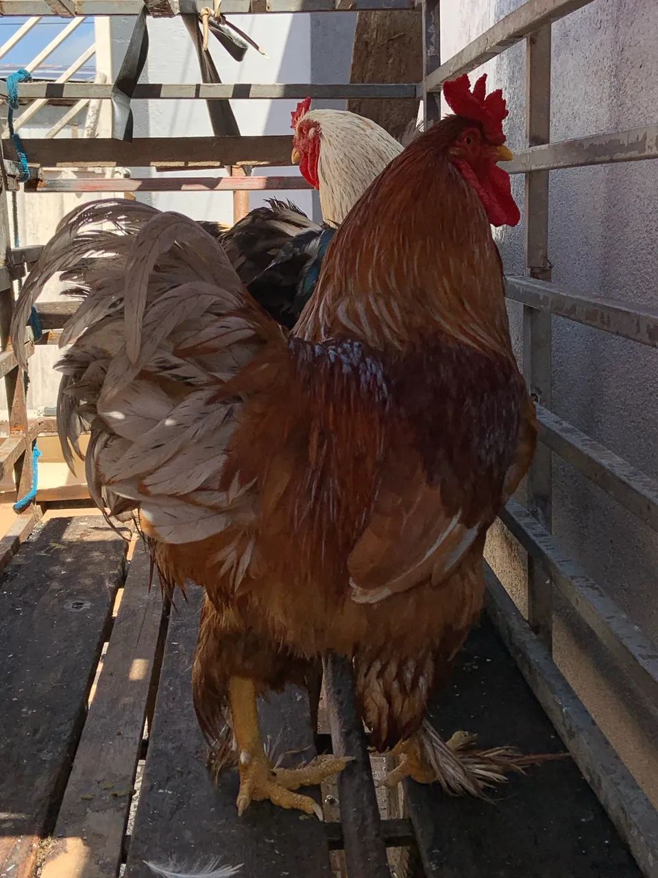 Galo Brahma - Foto 4