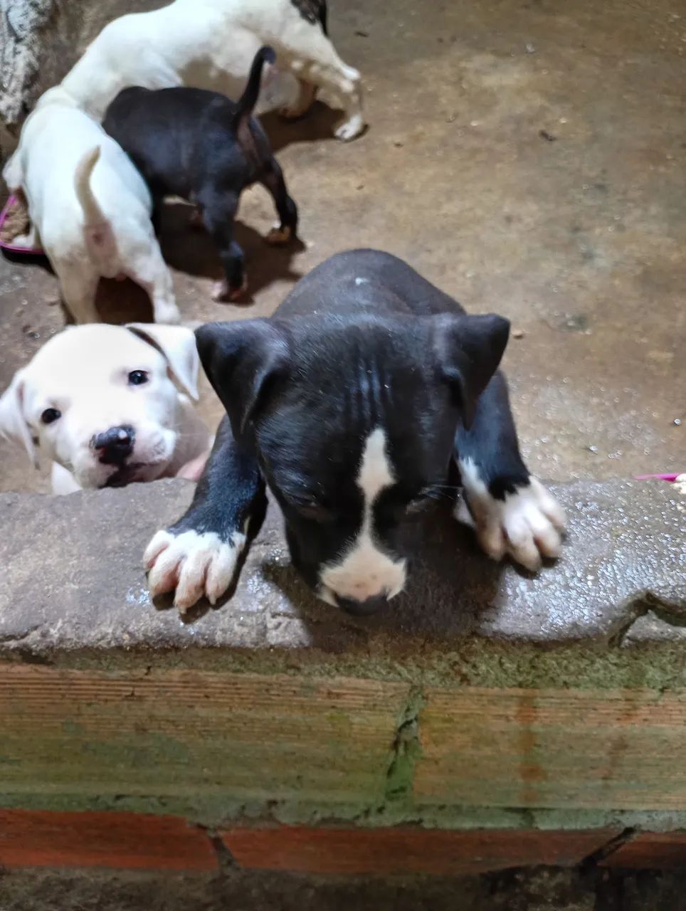 América Pit Bull terrier  - Foto 3