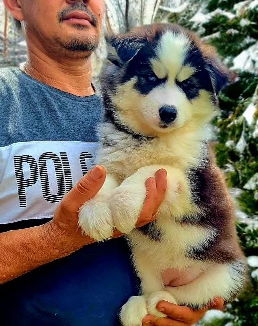 Husky Siberiano 