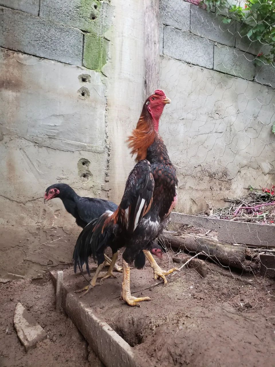 Frango shamo casal  - Foto 4