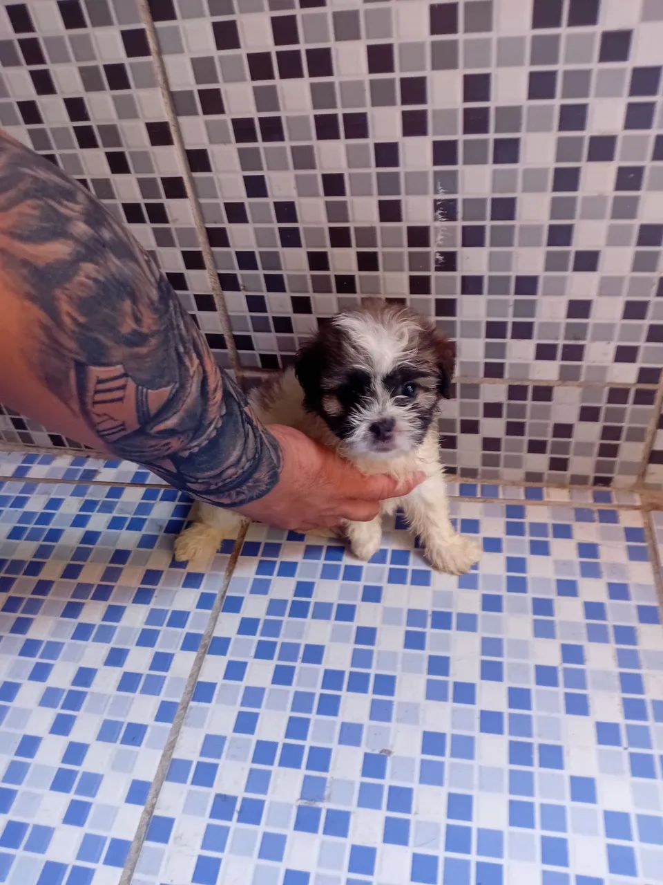 Poodle Shih Tzu  - Foto 3