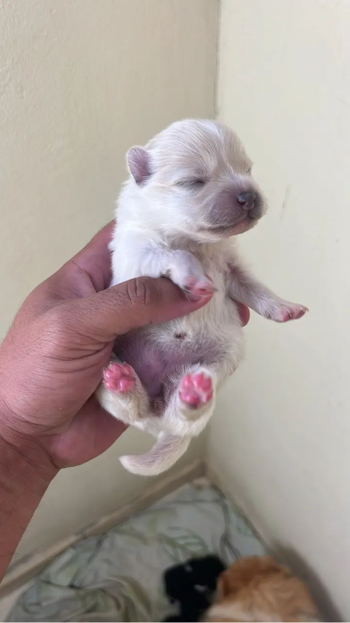 Cachorro  - Foto 3