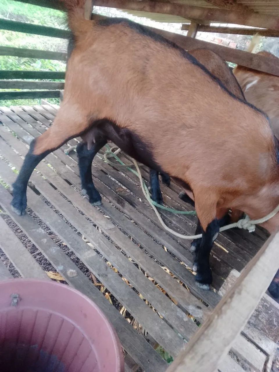 Cabra prenha de primeira cria.